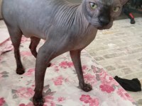 Sfenks Çiftleştirme İçin Uygundur