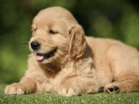 Golden Retriever Bebekler
