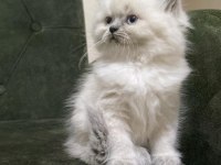 Dişi ve erkek british longhair bebekler