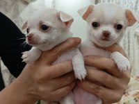 Şivava, chihuahua yavrularımıza yuva arıyoruz