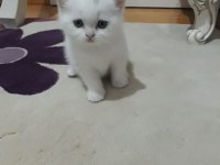Sevimli british longhair kediler