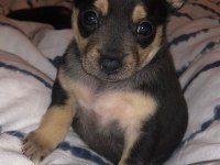 0 numara minyatür dişi pinscher 20 günlük