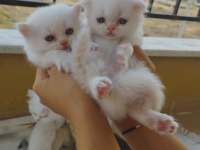 Minik british longhair yavrularım yeni yuvalarını arıyor