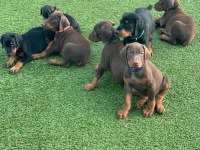 Izin belgeli üretim çiftliğinden Doberman kapıda öde