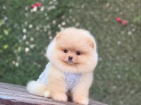 Yavru Pomeranian Boolarımız