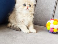 British longhair erkek