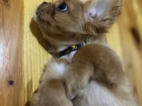 YAVRUMUZA YUVA ARIYORUZ - MALTİPOO