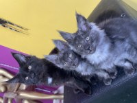 Safkan Main coon yavrular