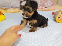 Yorkshire terrier teacup biewer