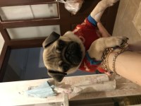 Pug Kızıma Sıcak Aile Arıyorum