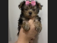 Teacup yorkshire terrier yavrular