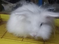 1 Aylık Orjinal Angora (Akara) Tavşan Yavruları