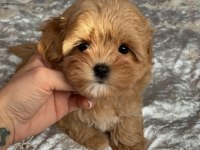 TOY POODLE KALİTESİNDE MALTİPOO YAVRULARI 