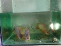 Pacu pirana 15 16 17 cm boy