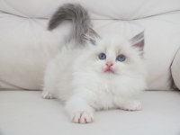 Full şecereli ragdoll yavruları