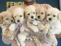WC EĞTİMLİ MALTİPO YAVRULAR TOY POODLE YAVRULAR ANKARA