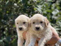 Sizinde böyle bir golden retriever yavrunuz olmasın mı?
