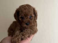 Teacup dişi red poodle