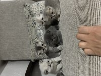 Scottish fold yavrularımıza yeni yuvalarını arıyoruz