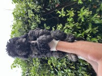 Toy poodle bebekler