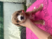 A kalite Maltipoo