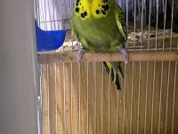 Show Jumbo Çift Muhabbet Kuşu