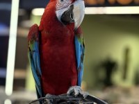 KIRMIZI ARA MACAW YAVRUSU CİTYPETSHOP