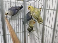 Rengarenk Yeni Ekip Papağanlar Hazır