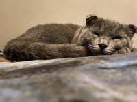 İki tane karnesi scottish fold var çok uysal