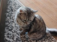 KEDİMİZ DUMANI SAHİPLENDİRMEK İSTİYORUZ