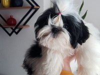CANLI PELUŞ gibi Sevimli ve Safkan SHİH TZU Yavru