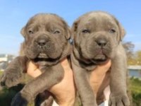 CANE CORSO YAVRULAR ırk garantilidir