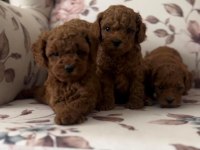 Toy Poodle Bebeklerimiz