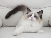 Full şecereli ragdoll yavruları