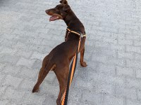 Dişi Doberman