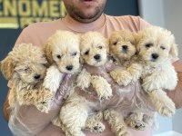 shoooowwww kalite maltipoo yavrular ankara mağazamızda 