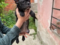 3 aylık french bulldog dişi ve erkek