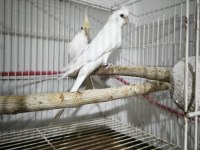 Cream face albino çift sultan