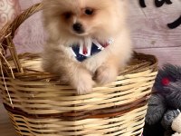 Orjinal ırk garantili pomeranian boo Antalya