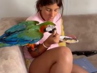 Full Evcil 1 Yaşında Yavru Harlequen Macaw Yavrumuz