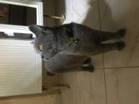 Kedimiz paşa turp gibi yanında tüm malzemeleri dahil