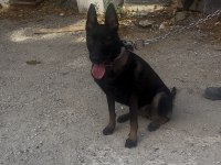 KORUMA EGİTİMLİ BELCİKA KURDU