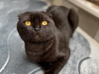 Scottish Fold Kedimizi Sahiplendirme