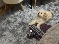 4 Aylık Güzeller Güzeli Minik Dişi Maltipoo