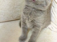 ŞEKERİLİNKOO KEDİMİZ