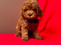 Safkan Toy Poodle Bebekler