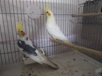 3 çift hazır esli sultan papağanı