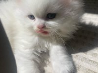 British longhair beyaz kedimiz