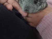 Çinçila (chinchilla)