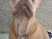 French Bulldog Eş Arıyoruz